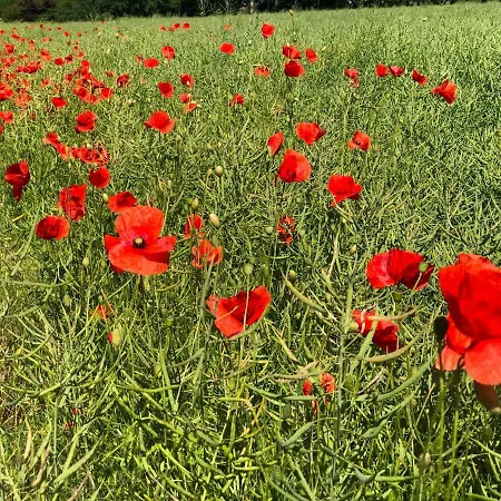 شقة Rosengarten *
