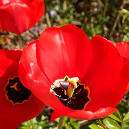Rosengarten شقة