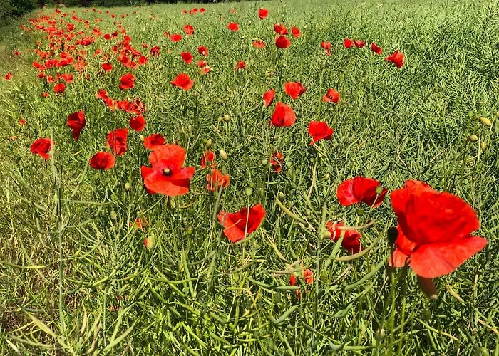 아파트 Rosengarten *