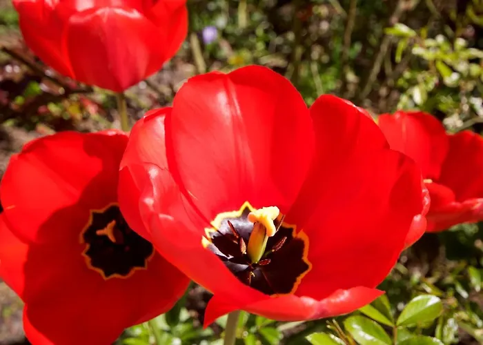 Rosengarten Apartment